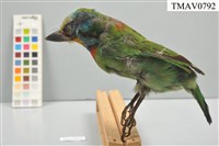 五色鳥藏品圖，第15張